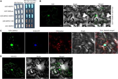 Cucumber Ribosomal Protein CsRPS21 Interacts With P22 Protein of Cucurbit Chlorotic Yellows Virus